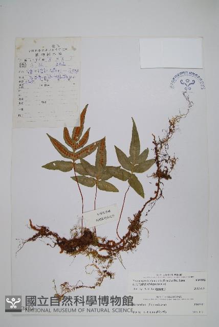 刺尖假瘤蕨藏品圖，第1張