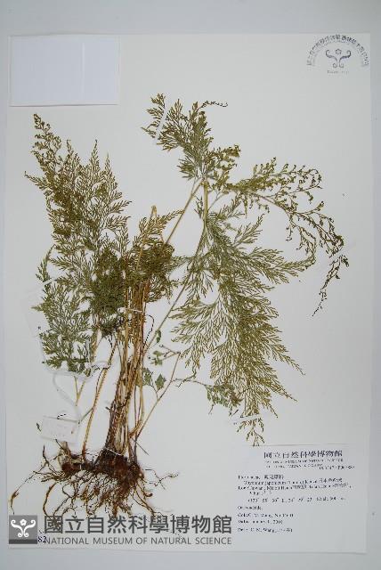 日本金粉蕨藏品圖，第1張