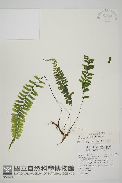 複齒鐵角蕨藏品圖，第1張