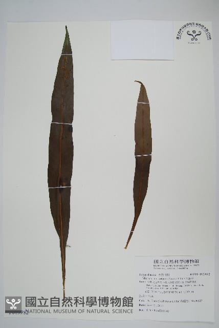 大星蕨藏品圖，第1張