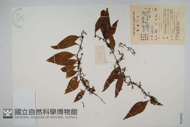 骨牌蕨藏品圖，第1張