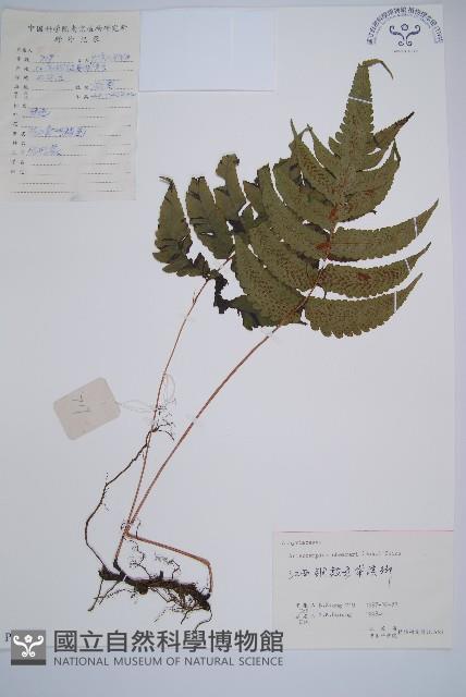 華東安蕨藏品圖，第1張