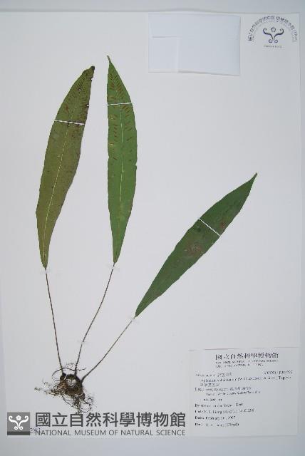 單葉雙蓋蕨藏品圖，第1張