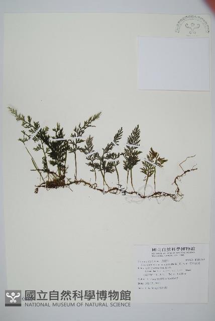 華東瓶蕨藏品圖，第1張