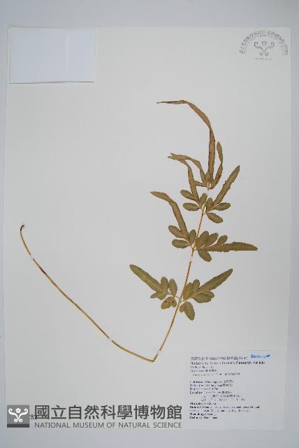 箭葉鳳尾蕨藏品圖，第1張