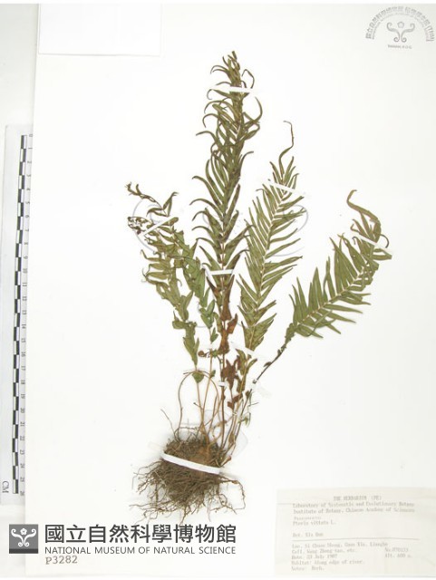 鱗蓋鳳尾蕨藏品圖，第1張