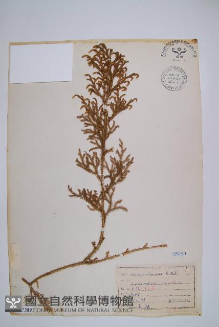 過山龍藏品圖，第1張