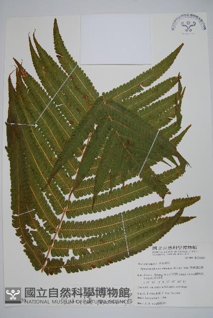 蘭嶼大葉毛蕨藏品圖，第1張