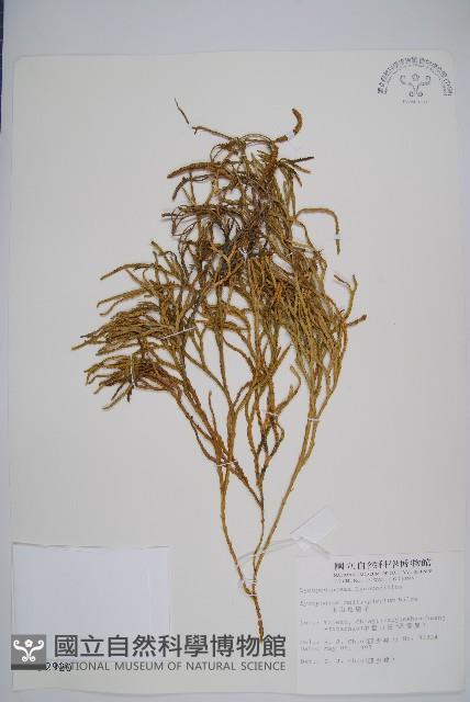 地刷子、多穗石松藏品圖，第1張