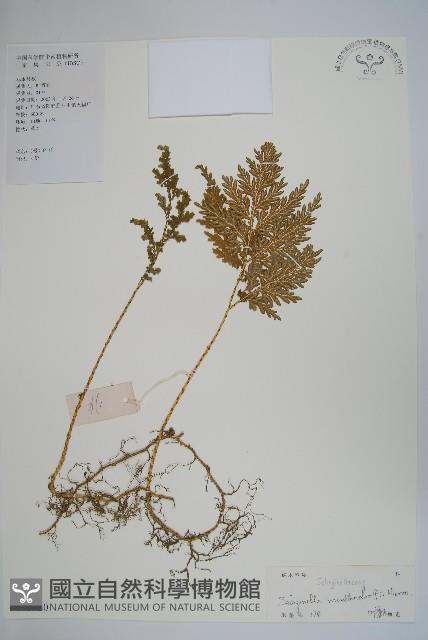 江南卷柏藏品圖，第1張