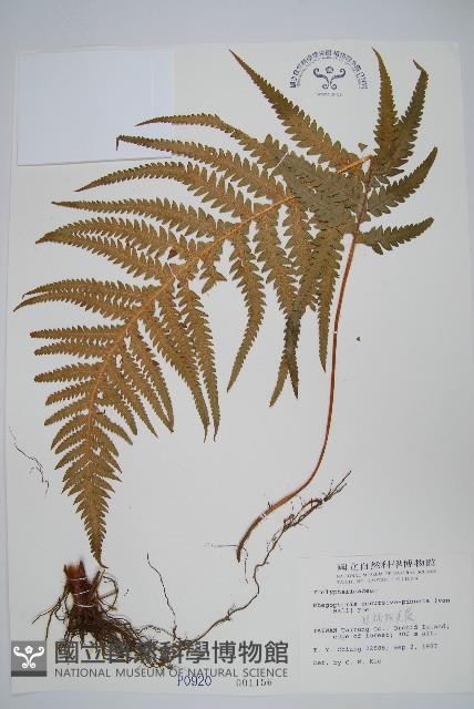 Accession Number:P000920 Collection Image, Figure 1, Total 2 Figures