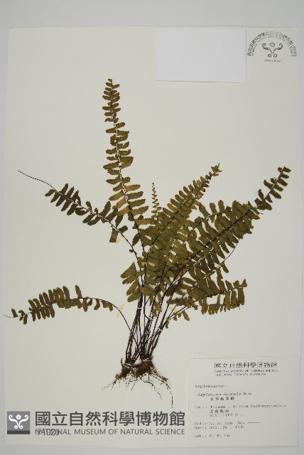 生芽鐵角蕨藏品圖，第1張