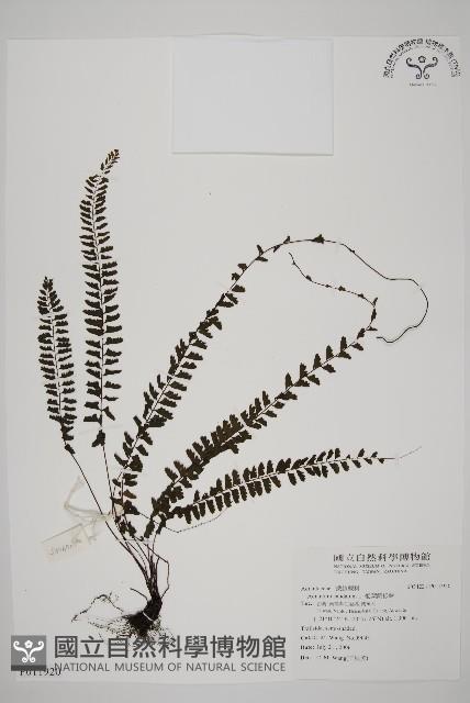 鞭葉鐵線蕨藏品圖，第1張