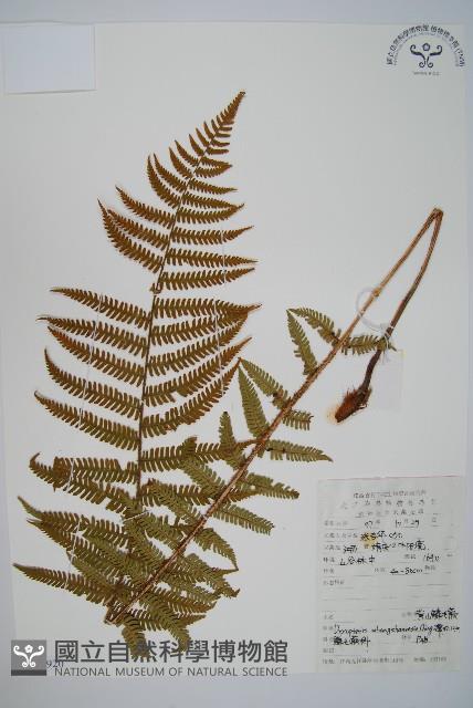 黃山鱗毛蕨藏品圖，第1張