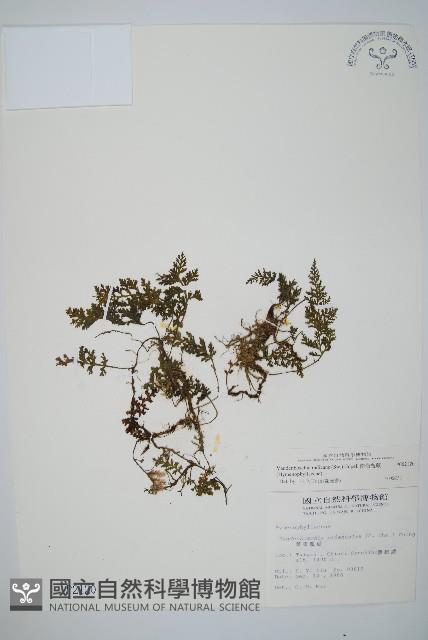 南海瓶蕨藏品圖，第1張