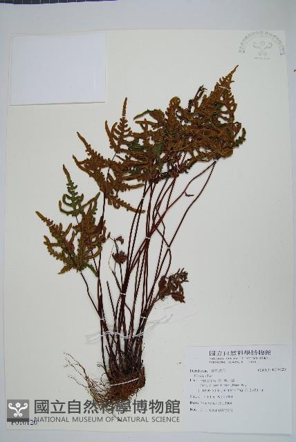 登錄號:P010120藏品圖，第1張