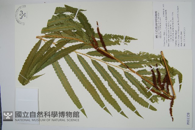 粗齒革葉紫萁藏品圖，第1張