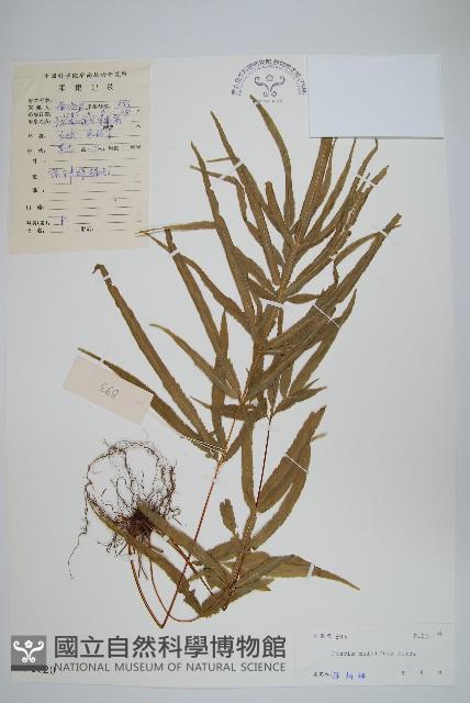 鳳尾蕨藏品圖，第1張