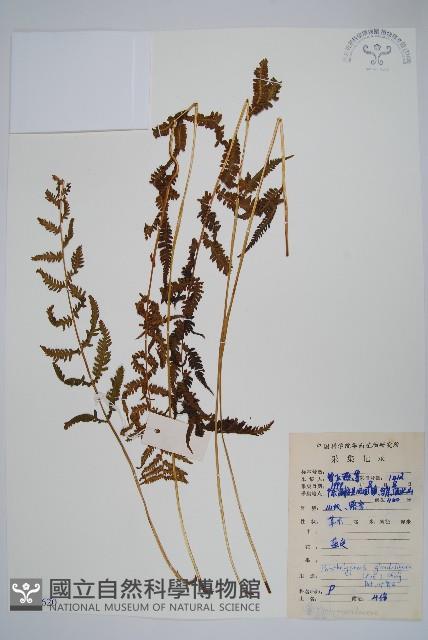 密腺副金星蕨藏品圖，第1張