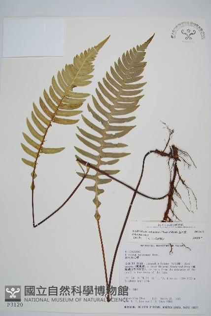 雉尾烏毛蕨藏品圖，第1張