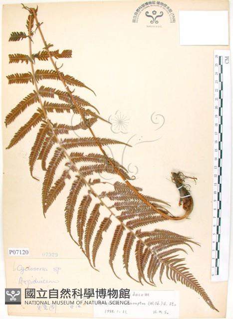 斜葉金星蕨藏品圖，第1張