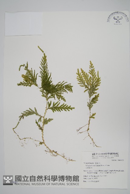 全緣卷柏藏品圖，第1張