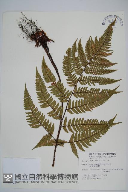 落鱗鱗毛蕨藏品圖，第1張