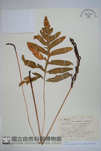 球子蕨藏品圖，第1張