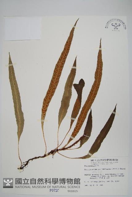 波氏星蕨藏品圖，第1張