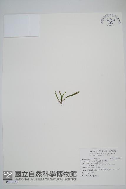 短柄禾葉蕨藏品圖，第1張