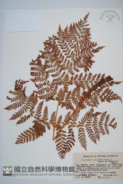 闊葉鱗毛蕨藏品圖，第1張