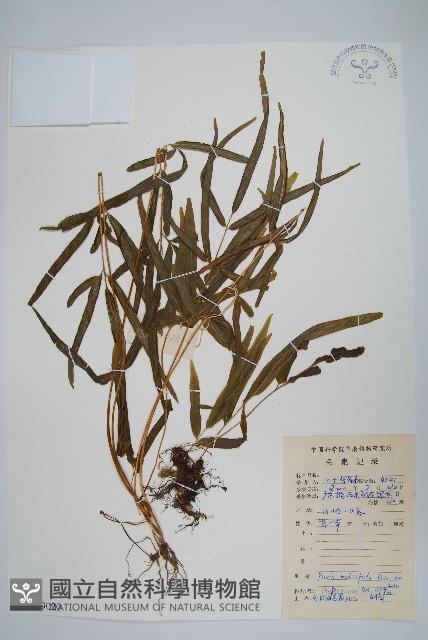 鳳尾蕨藏品圖，第1張