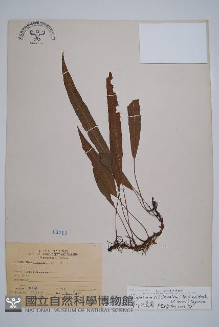 單葉雙蓋蕨藏品圖，第1張