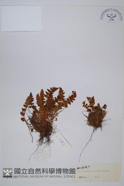 蜘蛛岩蕨藏品圖，第1張