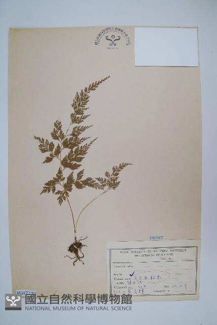 日本金粉蕨藏品圖，第1張