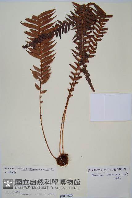 登錄號:P010020藏品圖，第1張