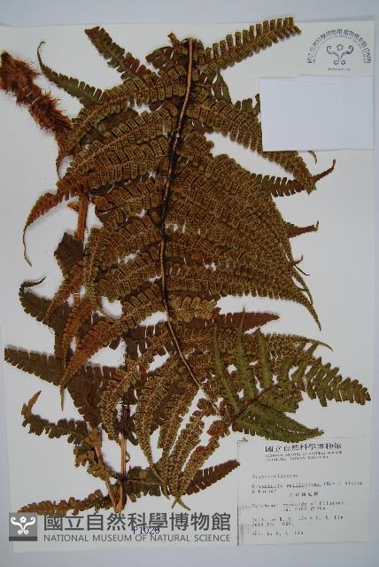瓦氏鱗毛蕨藏品圖，第1張