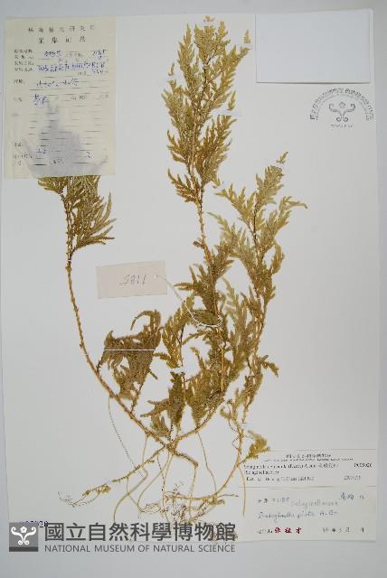 全緣卷柏藏品圖，第1張