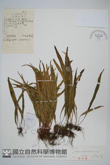 烏蘇里瓦葦藏品圖，第1張