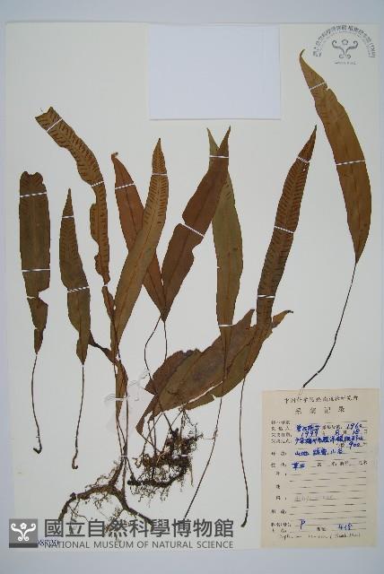 單葉雙蓋蕨藏品圖，第1張