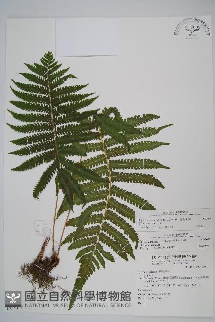 密毛毛蕨藏品圖，第1張