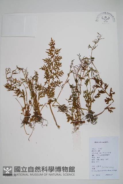 水蕨藏品圖，第1張