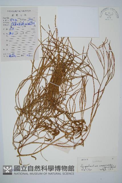 藤石松藏品圖，第1張