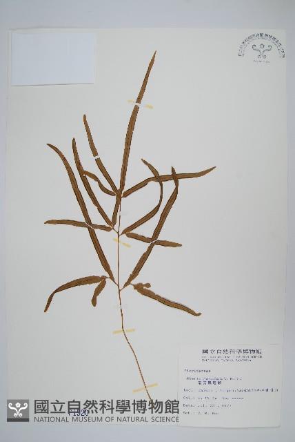 箭葉鳳尾蕨藏品圖，第1張