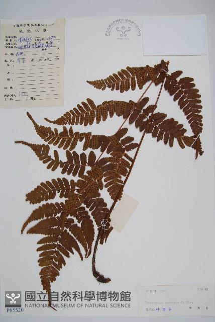 黑足鱗毛蕨藏品圖，第1張