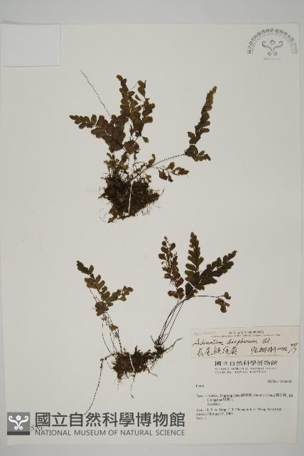 長尾鐵線蕨藏品圖，第1張