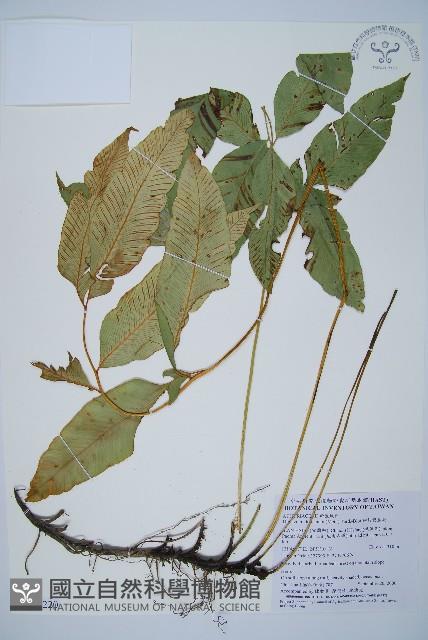 細柄雙蓋蕨藏品圖，第1張