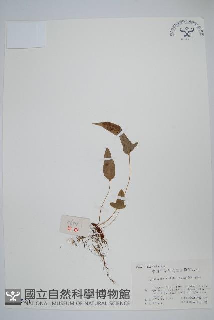 金雞腳藏品圖，第1張