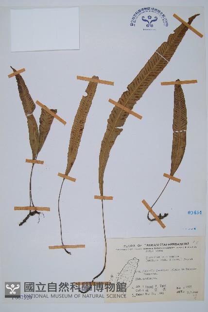 單葉雙蓋蕨藏品圖，第1張