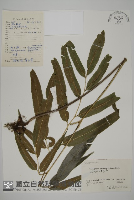 日本鳳丫蕨藏品圖，第1張